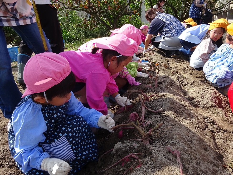 さつまいも掘りをしたよ☆