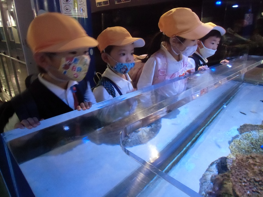 竹島水族館に行ったよ♪(年少):画像3