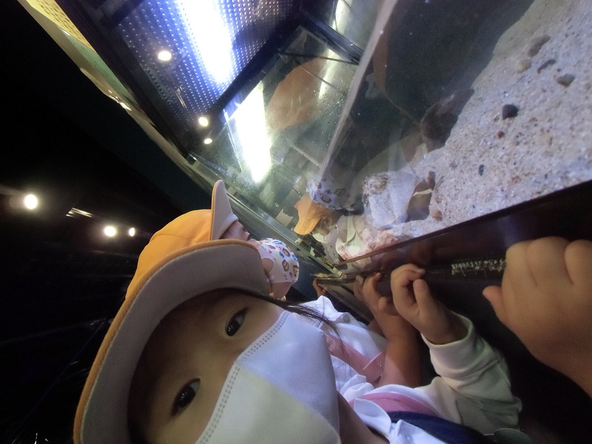 竹島水族館に行ったよ♪（年少）:画像２