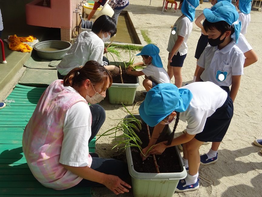 法性寺ネギを植えました★年長