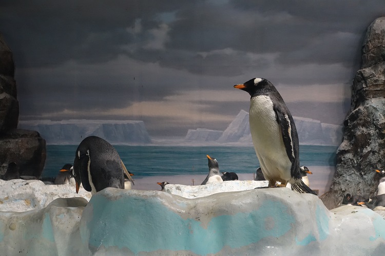 名古屋港水族館に行ったよ★（年長）