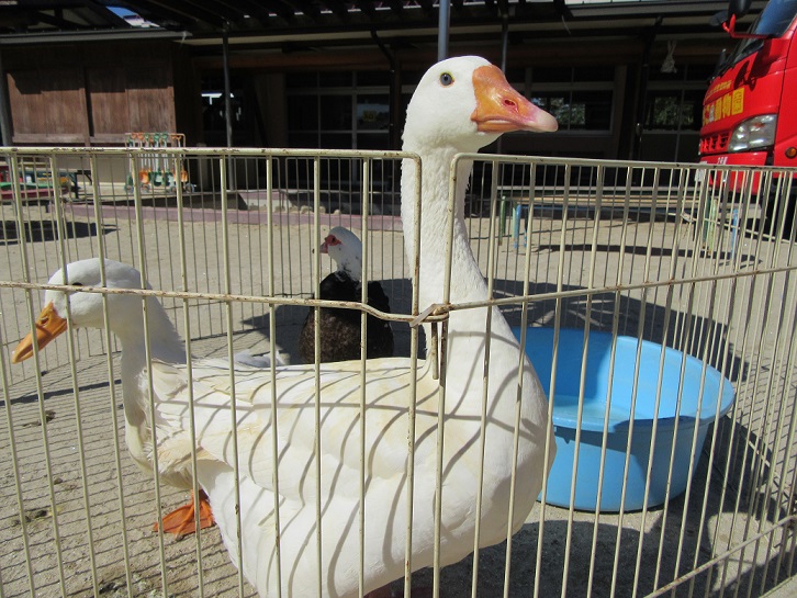 いちご動物園がやってきたー！！①