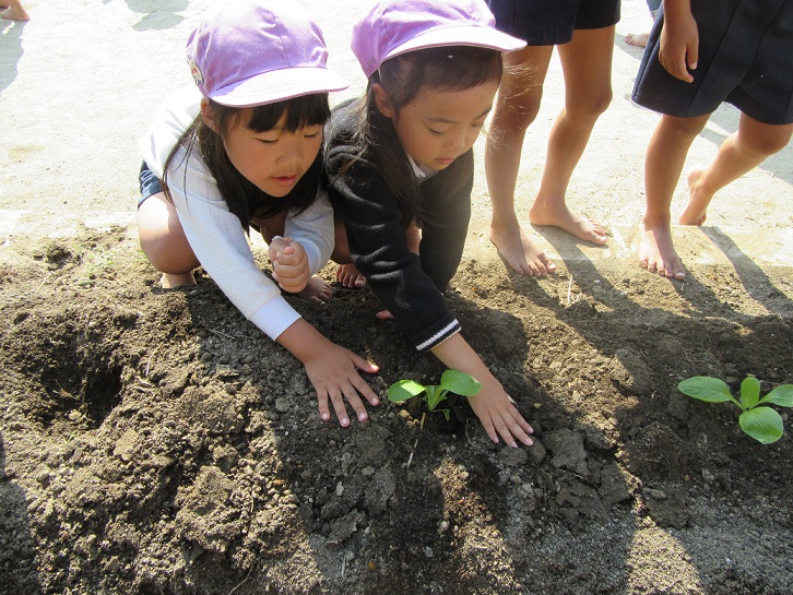 冬野菜を育てよう！！（１０/１９）