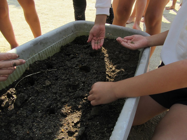 冬野菜を育てよう!!(10/19):画像3