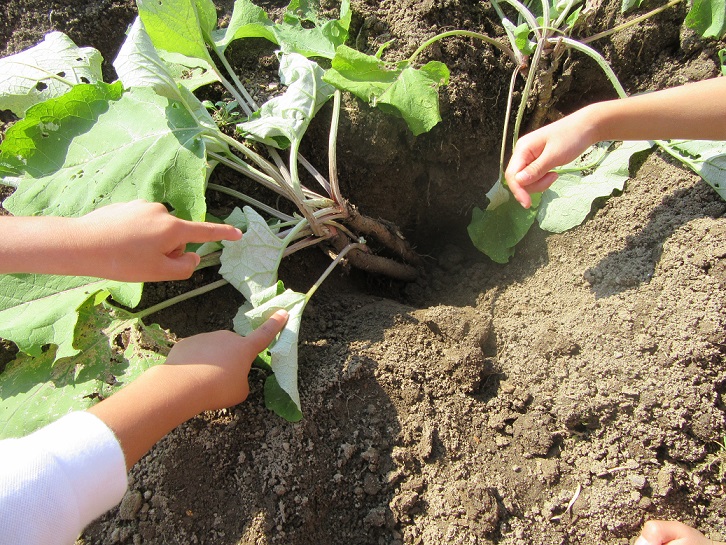 冬野菜を育てよう!!(10/19):画像4