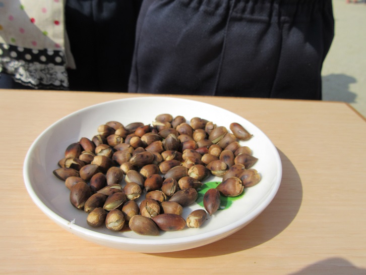 冬野菜を育てよう!!(10/19):画像6