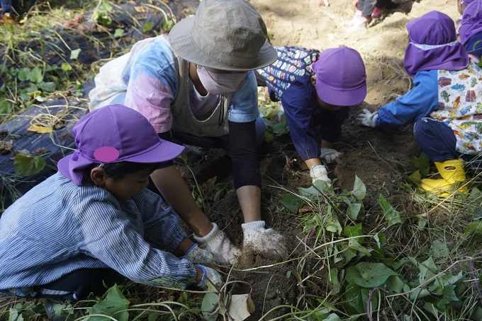 さつまいも掘りをしました！！　★年長★:画像２