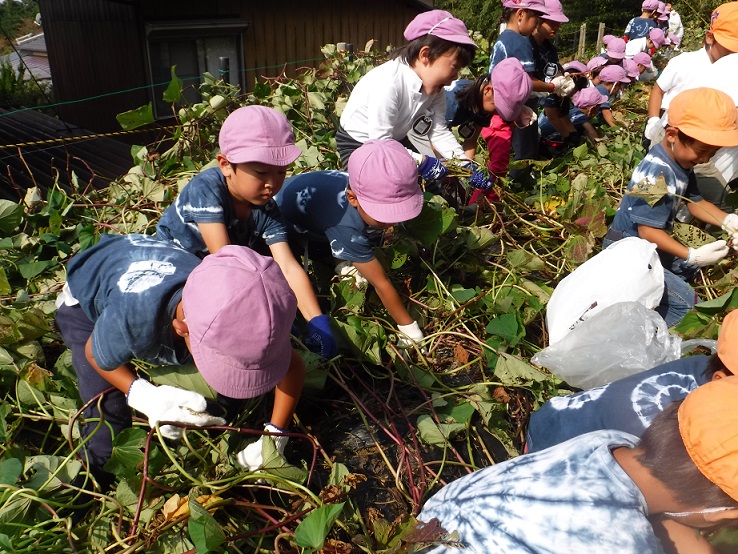 芋ほりをしたよ☆彡年長