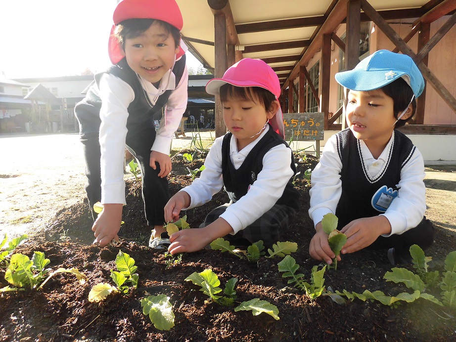 ★年中★　収穫した大根でみそ汁をつくって食べたよ:画像１