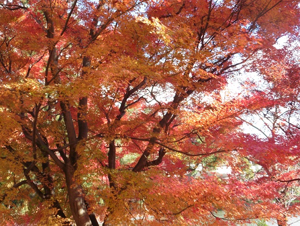 ★年長★　東公園に散歩にでかけたよ