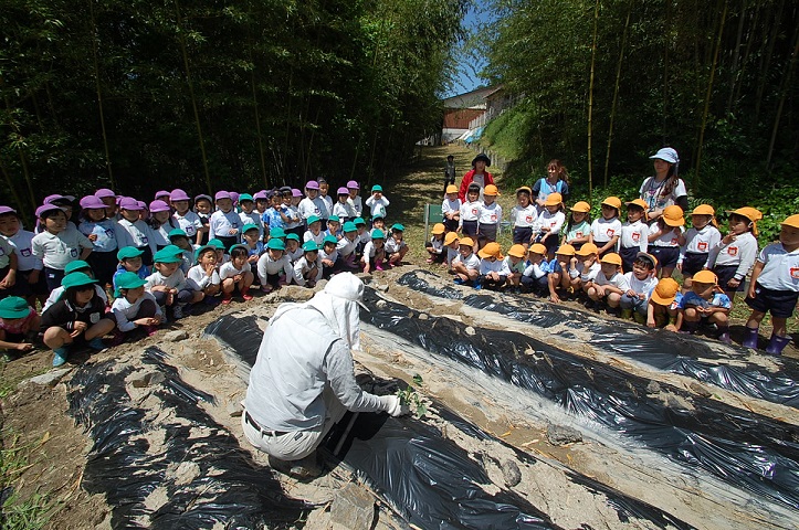 ★年長★　芋の苗を植えたよ