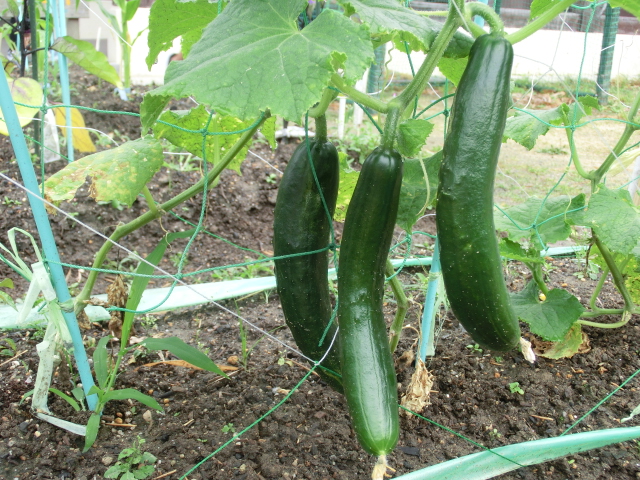 きゅうり美味しかったよ！　　☆年中☆