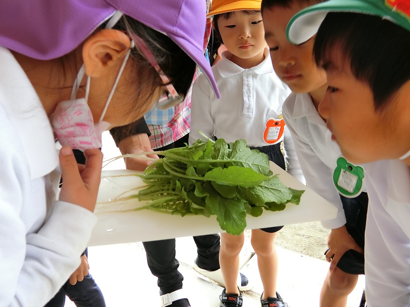 ★年長★　大根菜を食べたよ