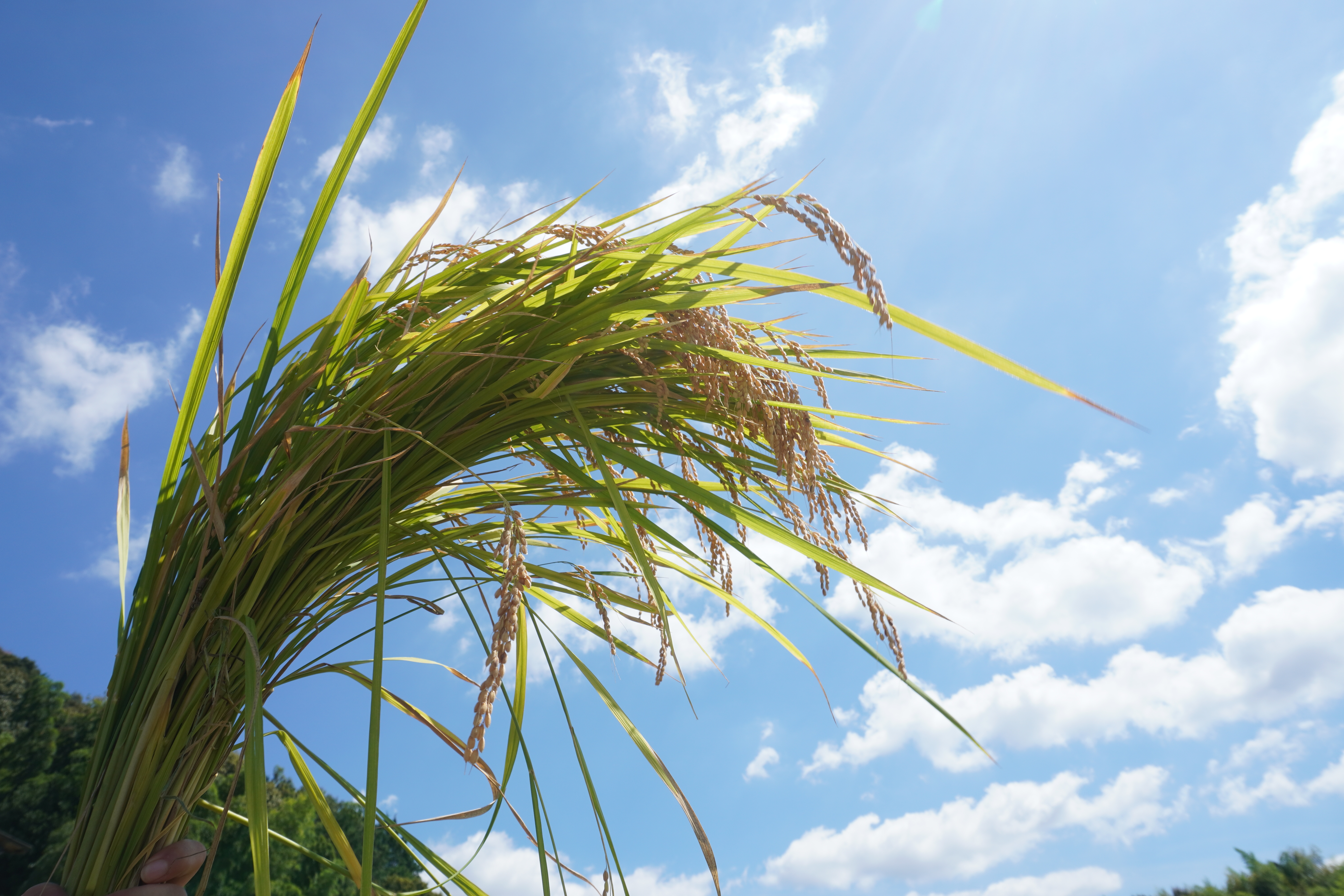 ★年長★稲刈りがありました！