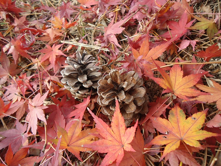 ☆東公園に行ったよ☆年中