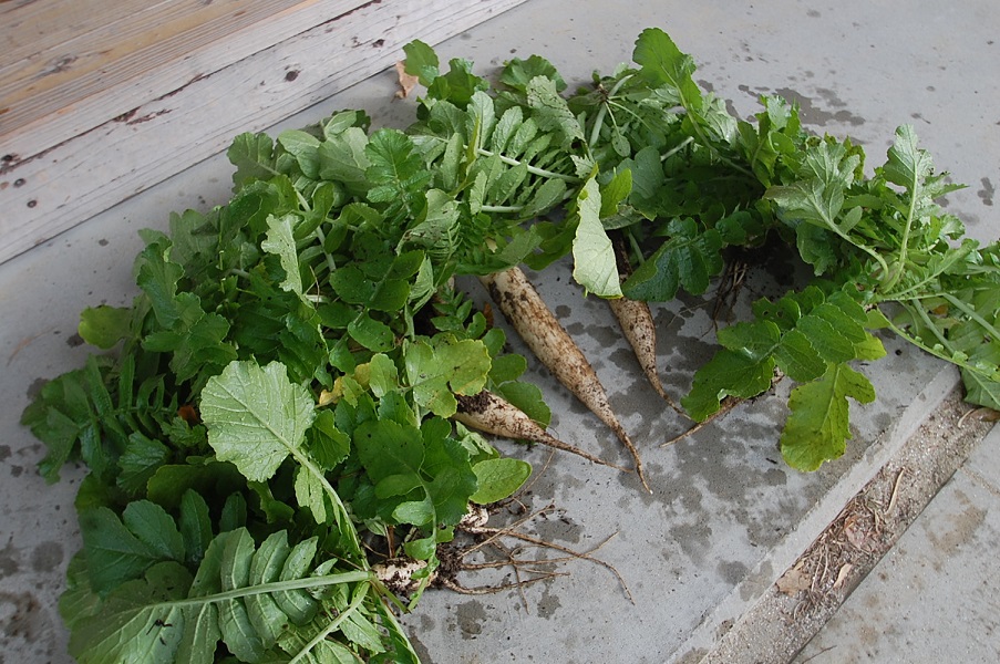 ★年長★　畑の大根を収穫したよ