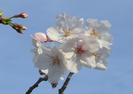 入園式について