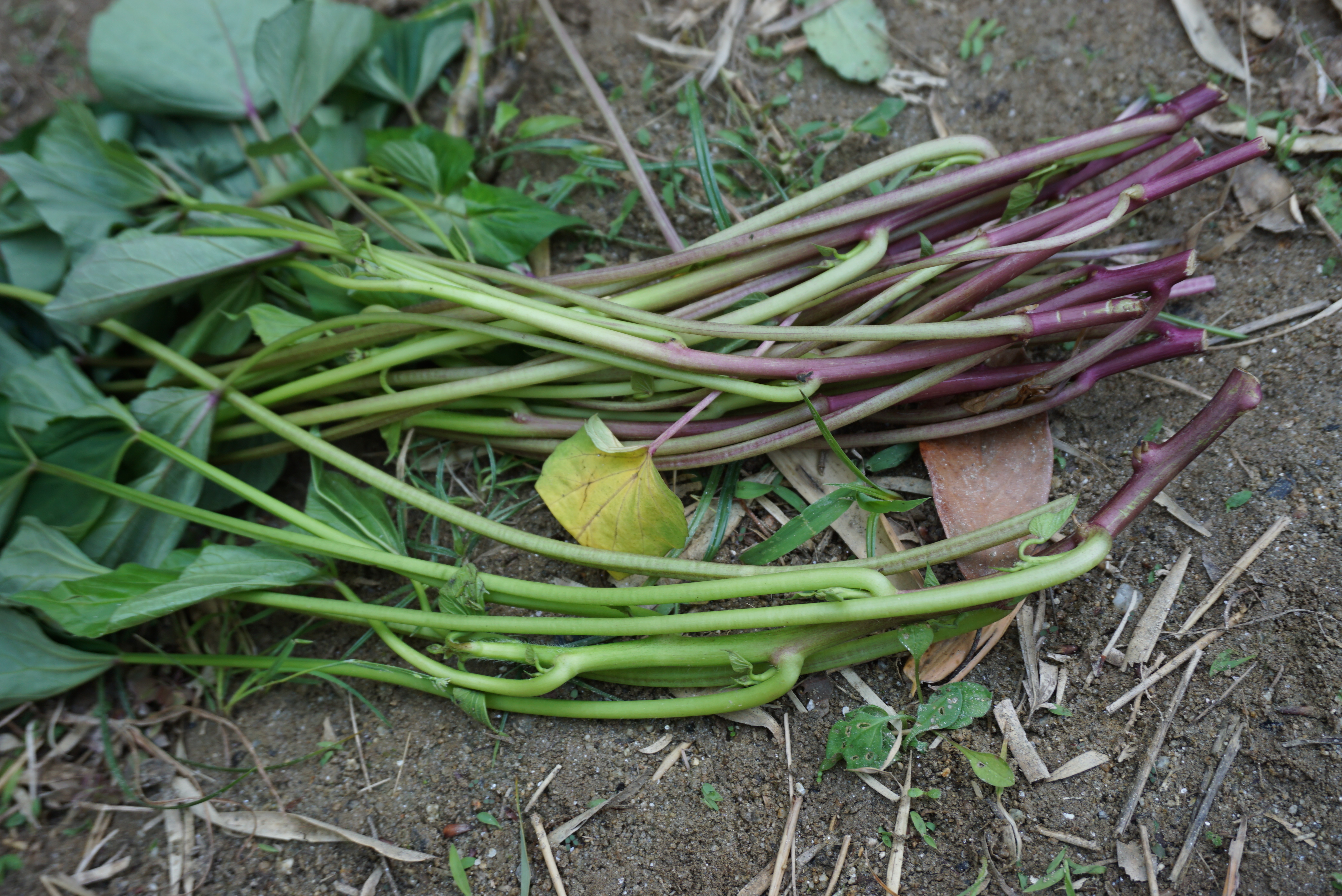 ☆畑にさつまいもの苗さしをしました☆