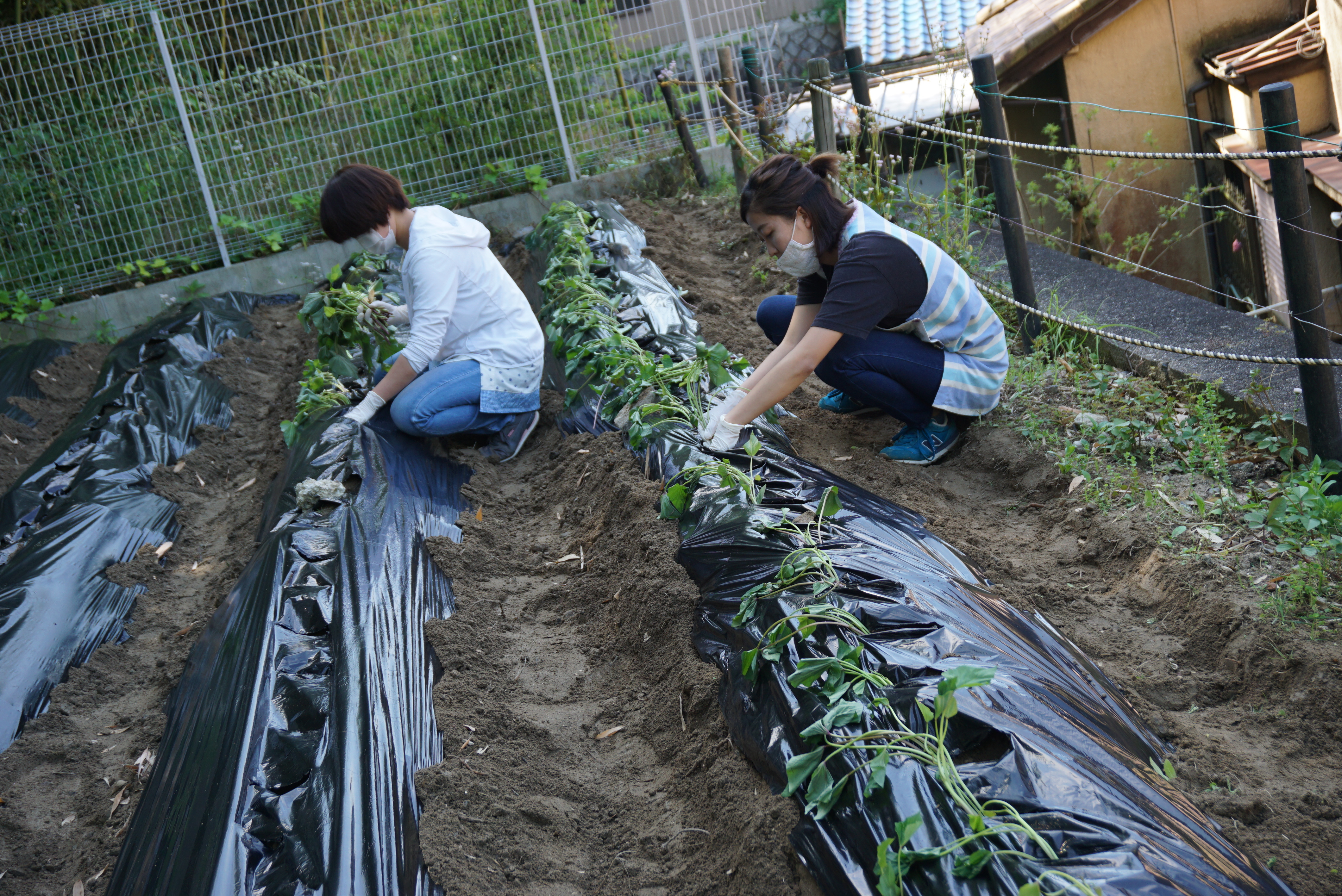 ☆畑にさつまいもの苗さしをしました☆:画像２
