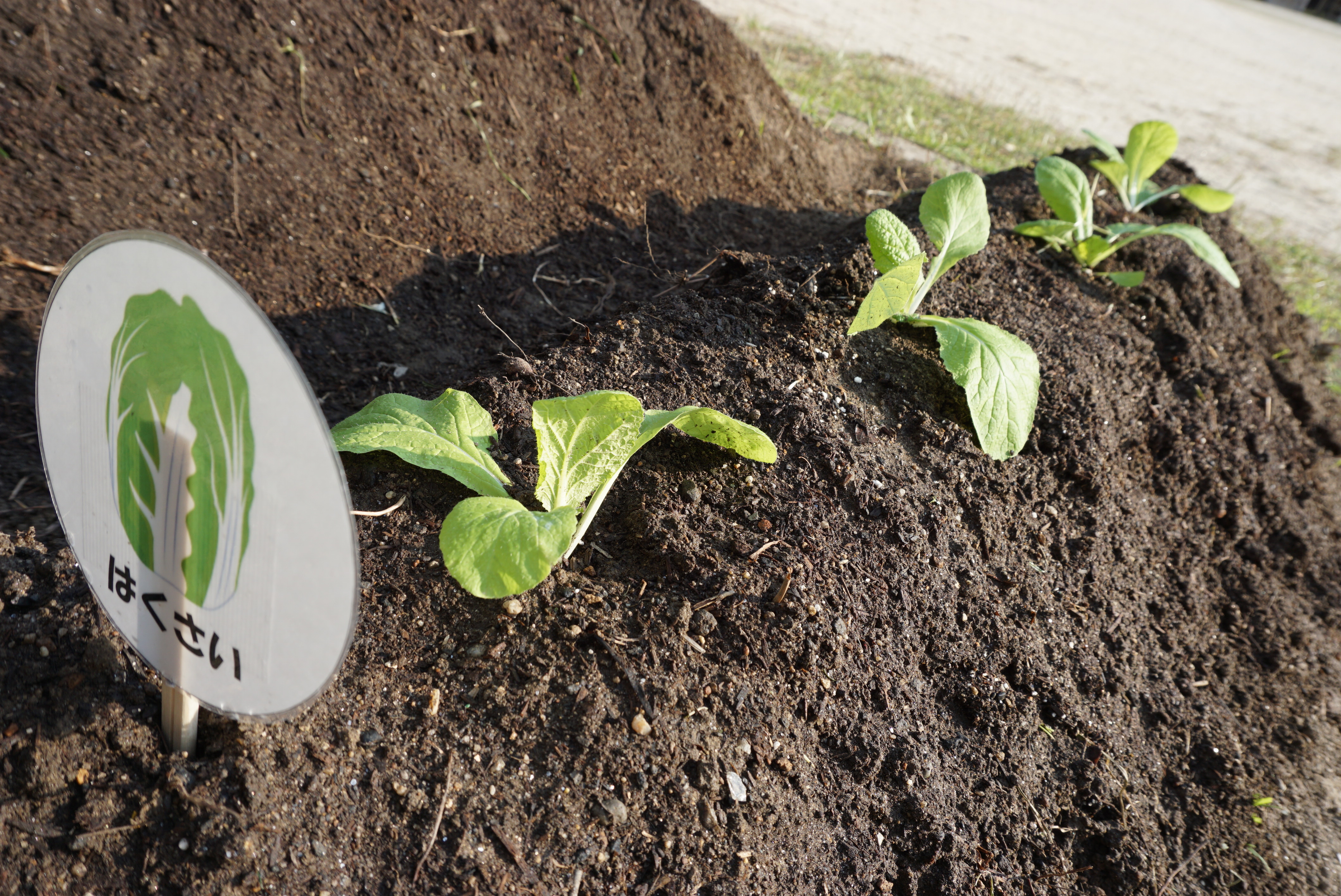 ★年長★冬野菜を植えました！