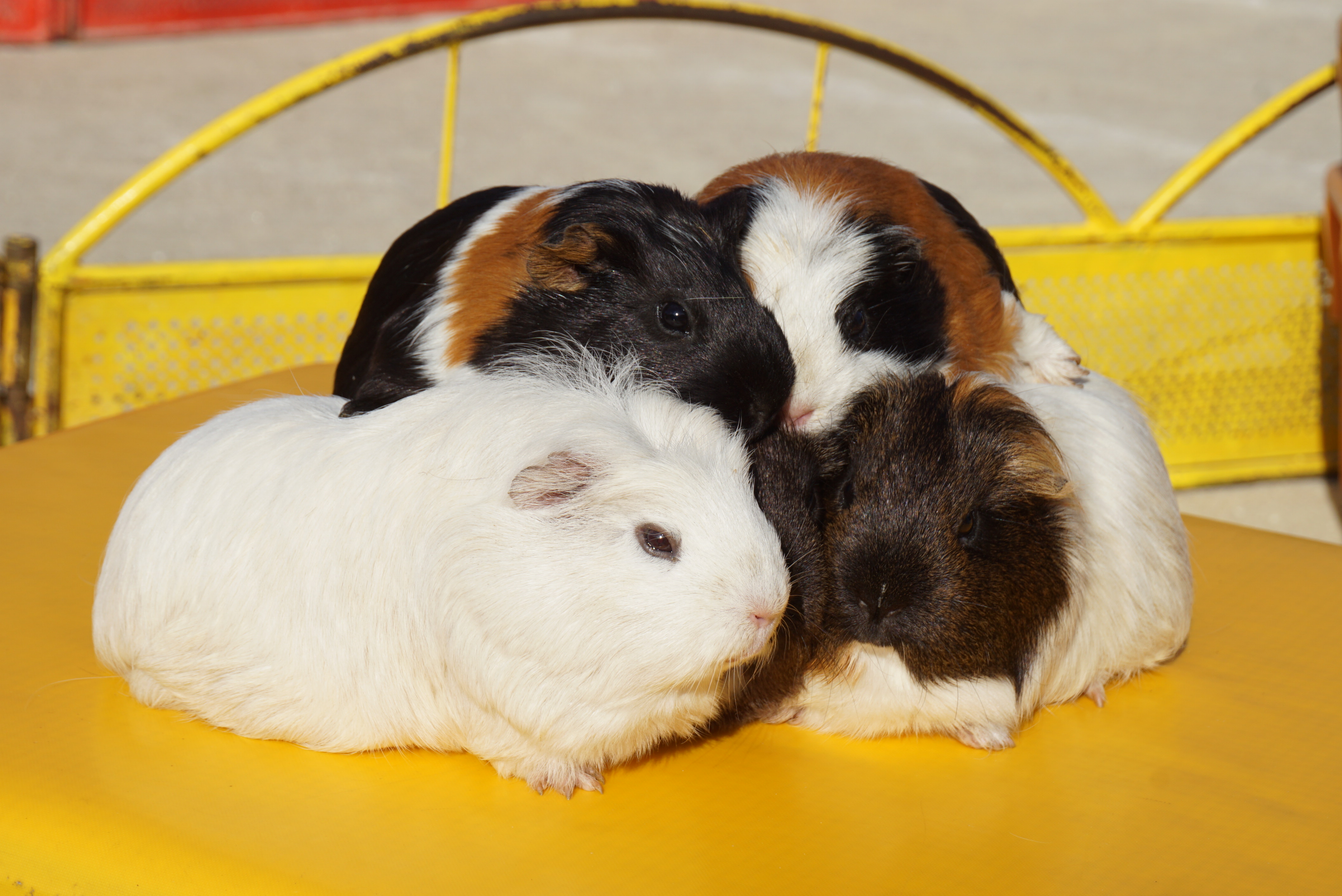 ★いちご動物園★②