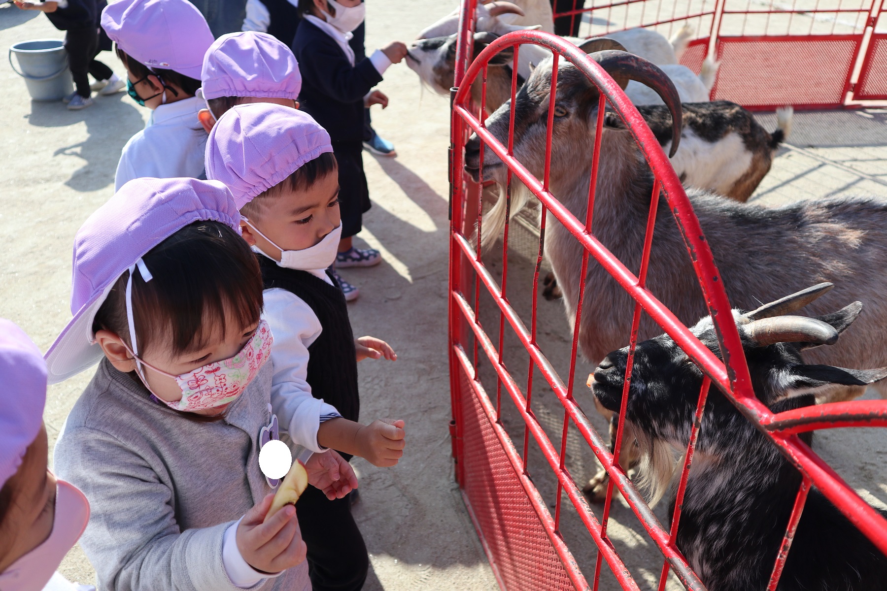 ★いちご動物園★①:画像４