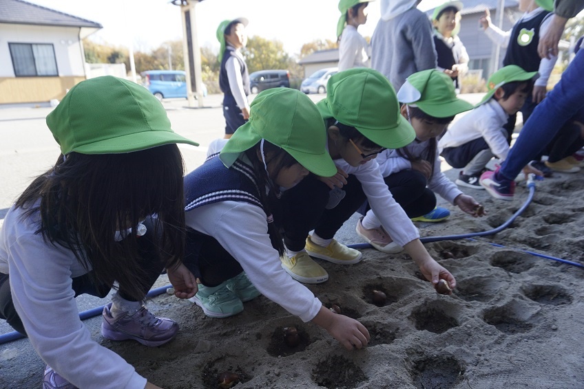 ☆年中☆　チューリップの球根を植えたよ:画像２