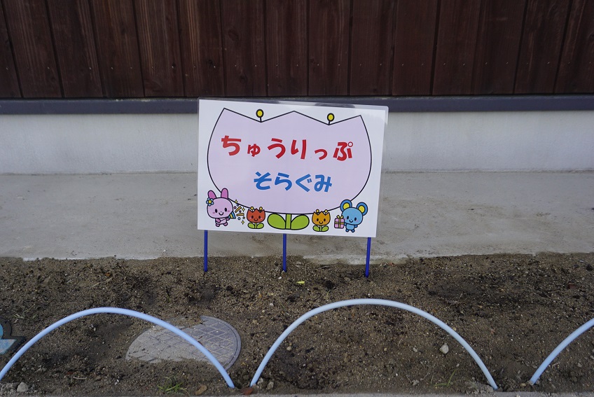 ☆年中☆　チューリップの球根を植えたよ:画像３