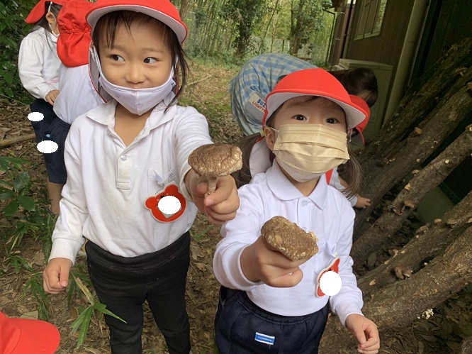 しいたけを採りました♡年少♡:画像5