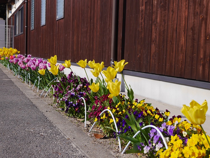 第５０回　入園式✿