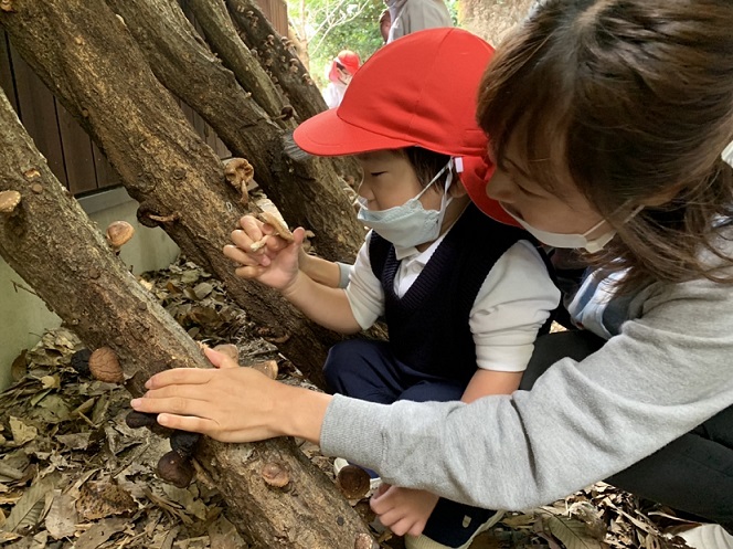 しいたけを採りました♡年少♡:画像4
