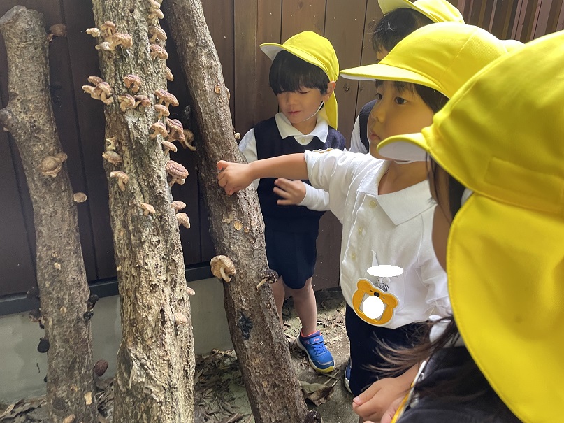 しいたけを採りました♡年少♡:画像1