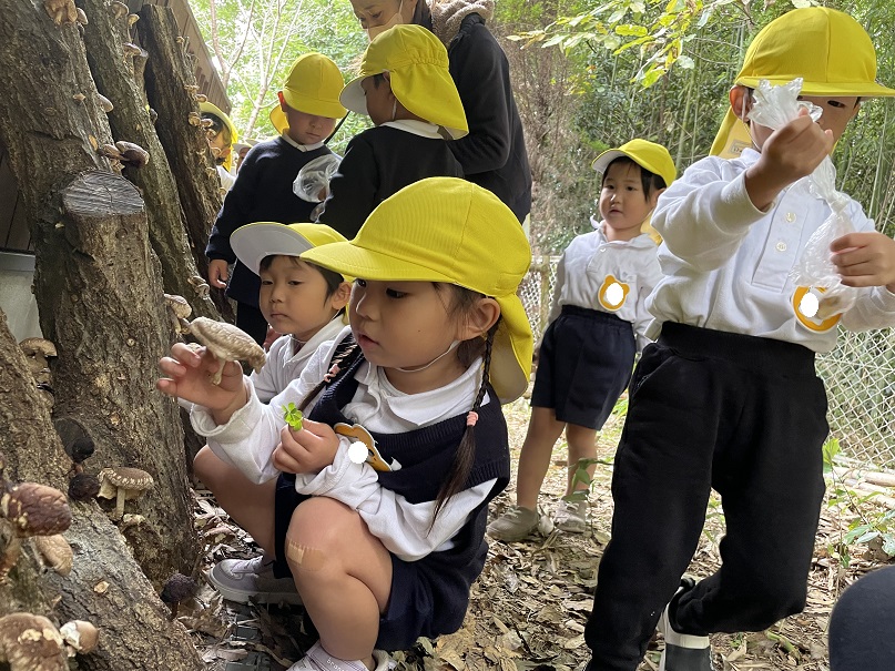 しいたけを採りました♡年少♡:画像2