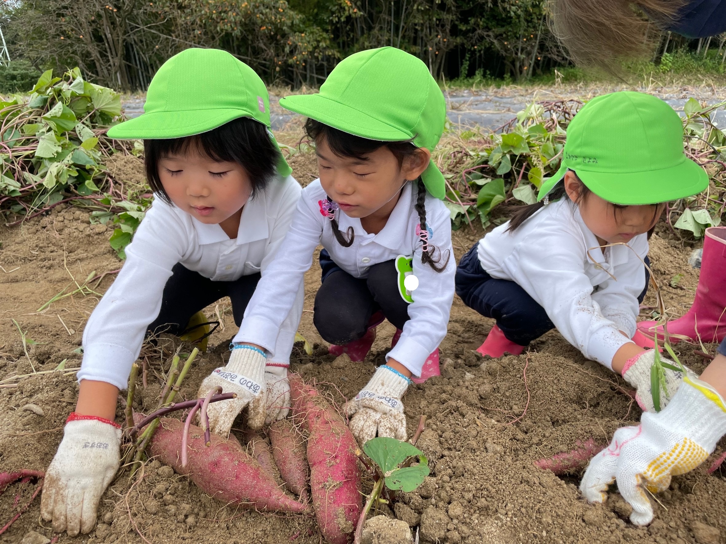 ★年中★芋掘りに行きました!:画像1