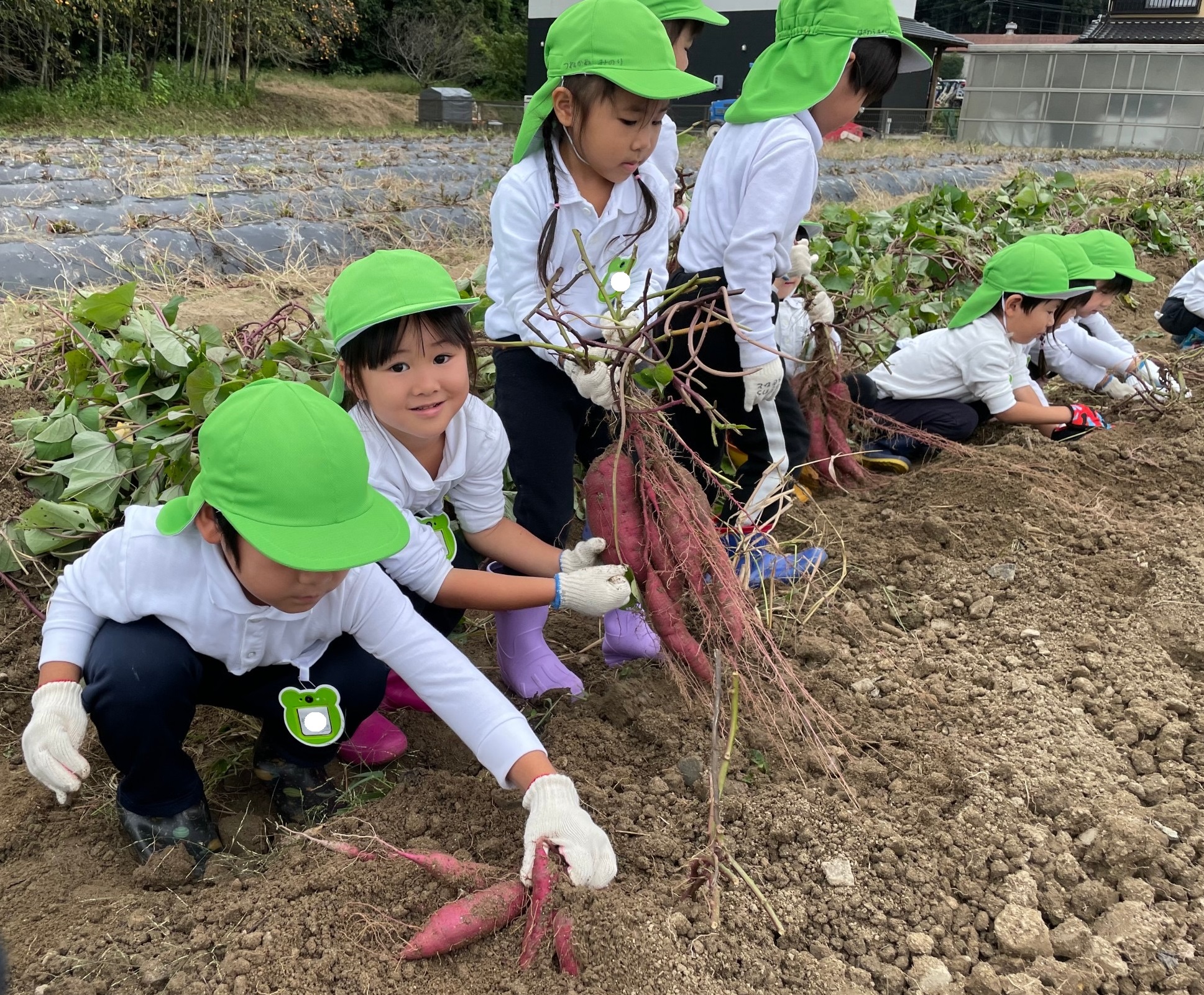 ★年中★芋掘りに行きました!:画像2