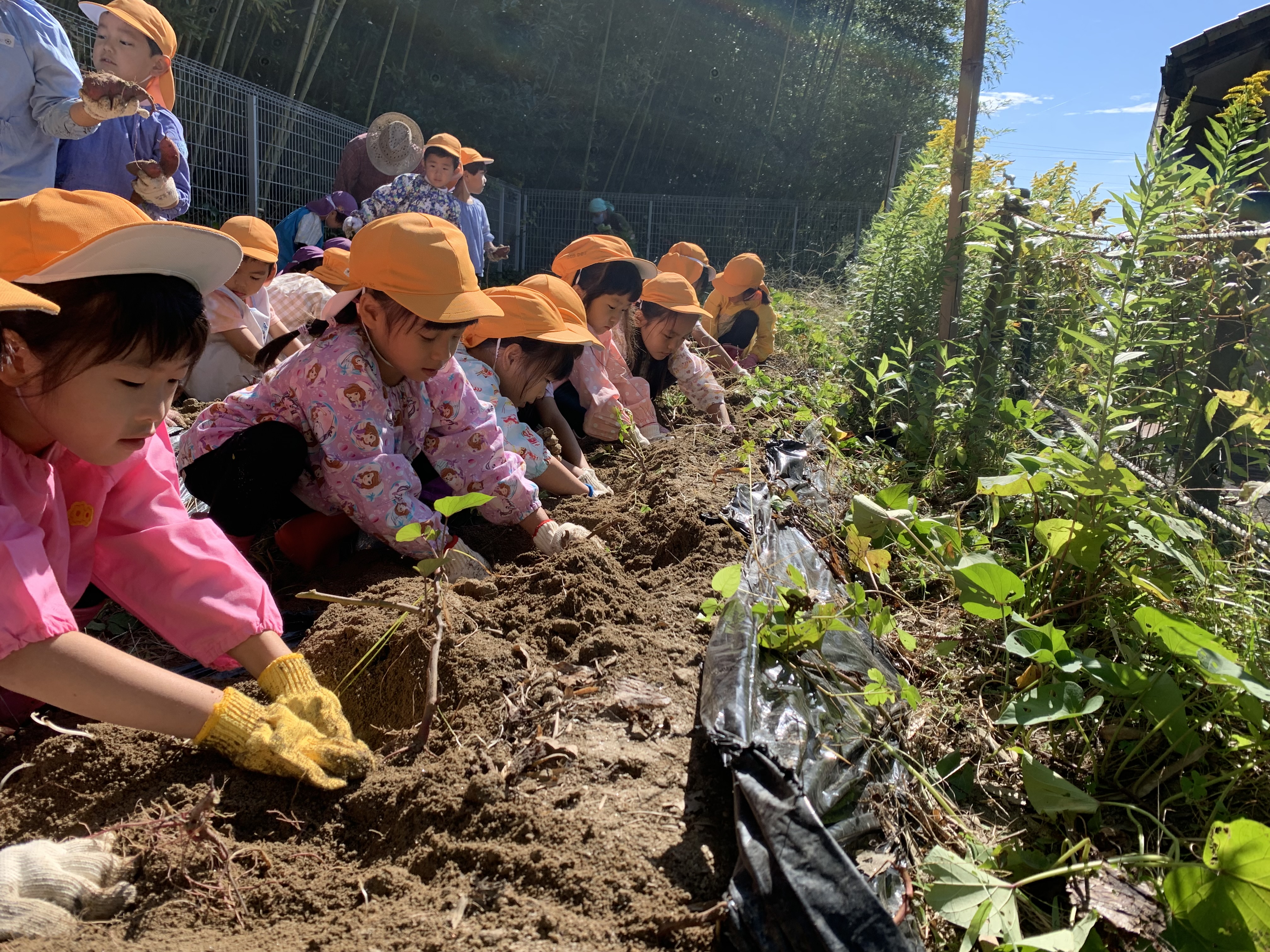 さつまいも掘りをしました！！　★年長★:画像１